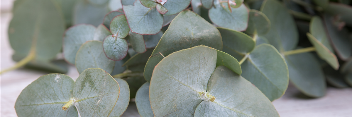 Eucalyptus