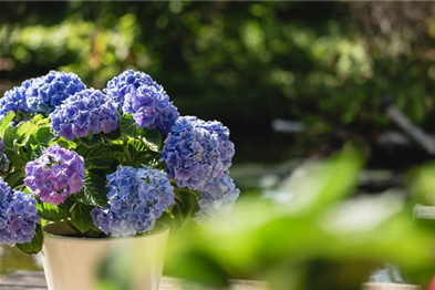 Blaue Hortensie auf Terrasse (GS589380.jpg)