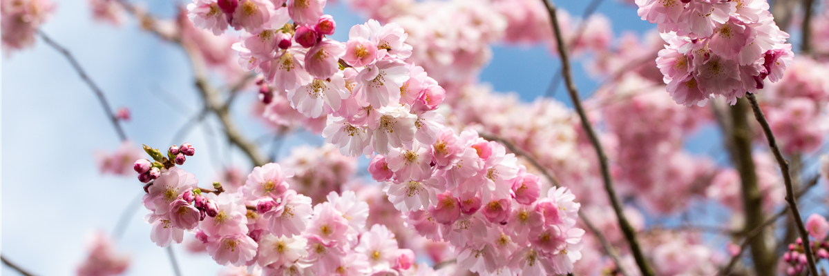 Prunus subhirtella 'Accolade'