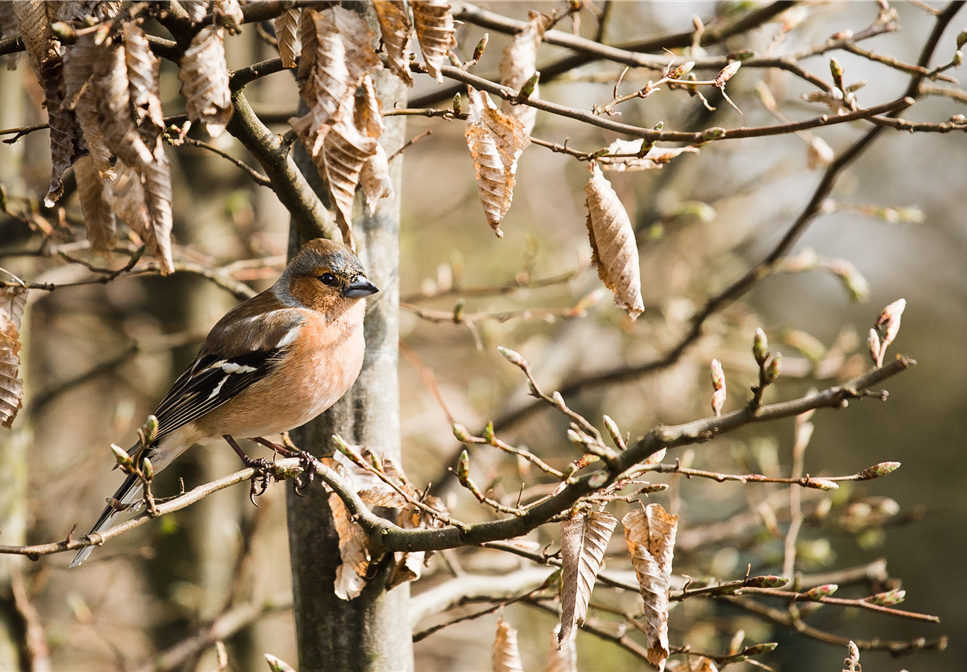 TIPPS ZUR WINTERVOGELFüTTERUNG!