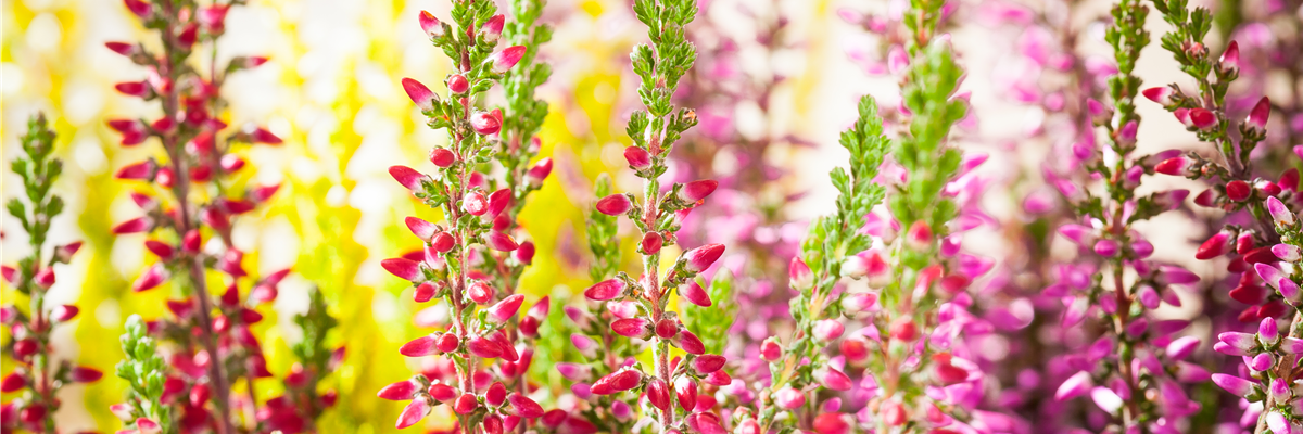 Calluna vulgaris