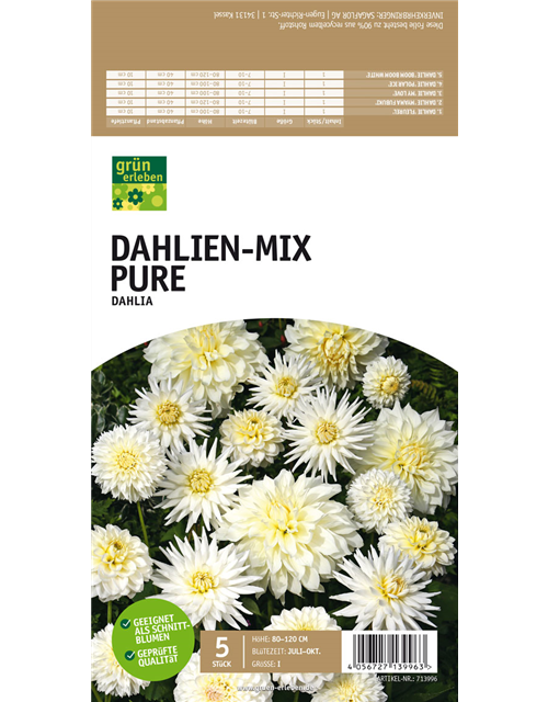 Dahlien-Mix Pure