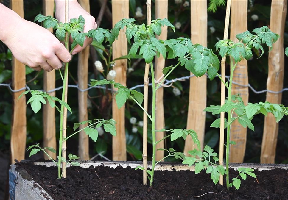 Cherrytomaten - Einpflanzen im Hochbeet