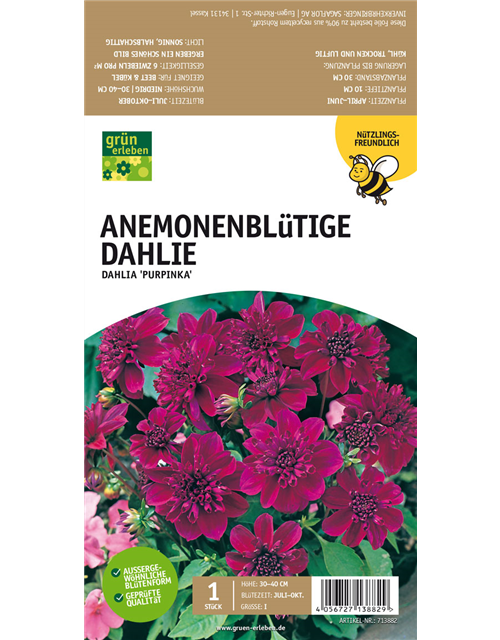 Anemoneblütige Dahlie