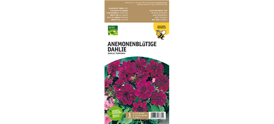 Anemoneblütige Dahlie