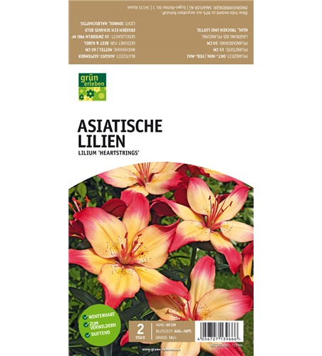 Asiatische Lilien