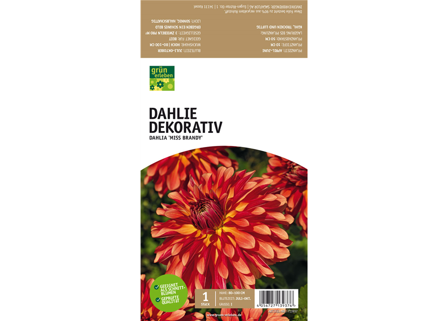 Dekorative Dahlie