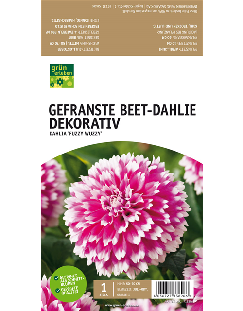 Beet-Dahlie Gefranst