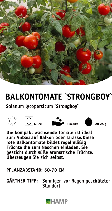 Balkontomate.jpeg