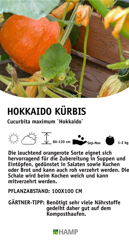 Hokkaido Kürbis.jpeg