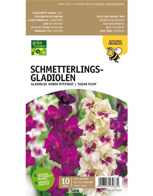 Schmetterlings-Gladiolen