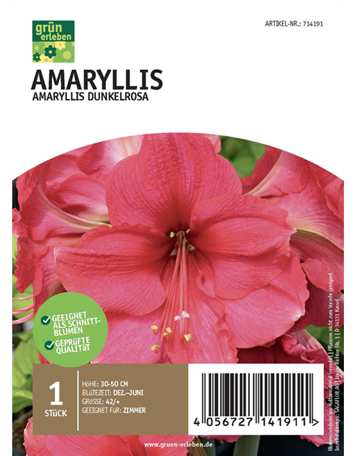 Amaryllis Dunkel 