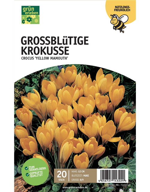 Großblüt. Krokusse