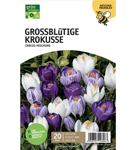 Krokus großblumig