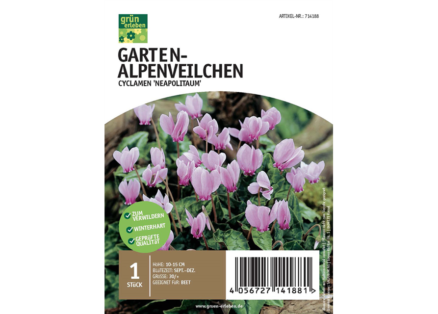 Garten-Alpenveilchen