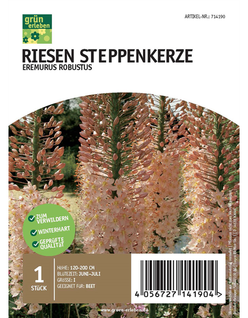 Riesen Steppenkerze