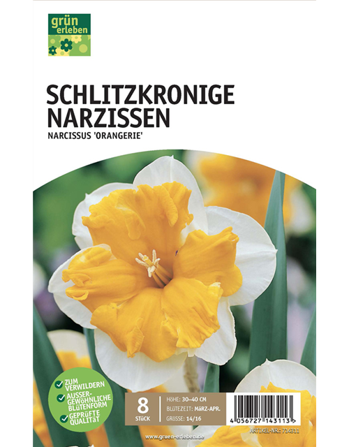 Schlitzkronige Narzissen