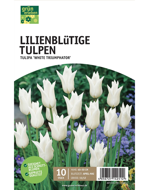 Tulpen lilienblütig 