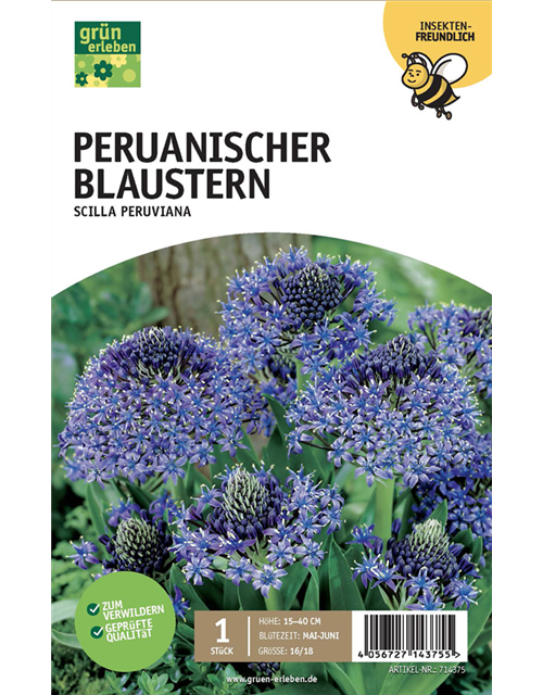 Peruanischer Blaustern