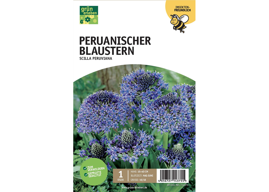 Peruanischer Blaustern