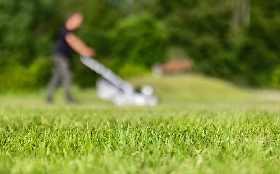 Ratgeber - Rasenaussaat leicht gemacht. Ratgeber - Rasenaussaat leicht gemacht.